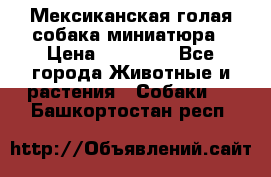 Мексиканская голая собака миниатюра › Цена ­ 53 000 - Все города Животные и растения » Собаки   . Башкортостан респ.